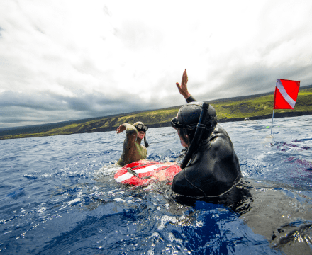 Two divers